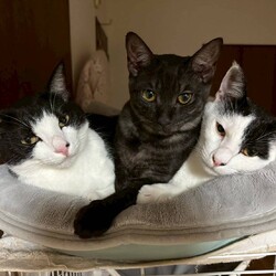 in江南市☆子猫もいます！2025年11月23日（日）ちーむにゃいんず サムネイル3