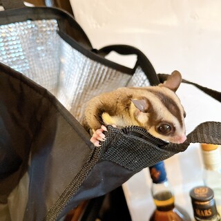 フクロモモンガ(3歳オス)の里親募集です