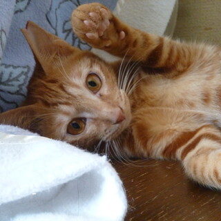 とても珍しいメスの甘えん坊茶トラ！