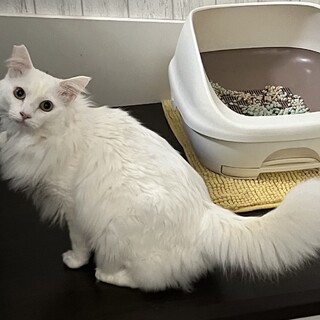 甘えん坊のイケメンです