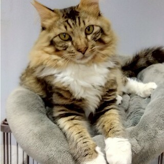 ゴロスリの甘えん坊男子です