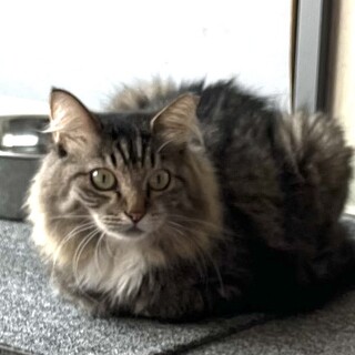 人懐っこい美猫さんです