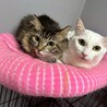 人懐っこい美猫さんです サムネイル2