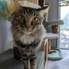 人懐っこい美猫さんです サムネイル3