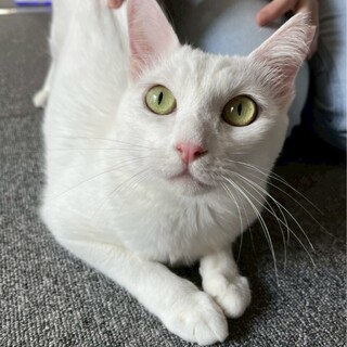 人懐っこい女の子です