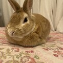 ウサギ　オス