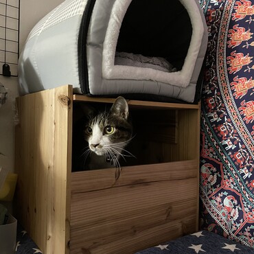 猫たちがひとつしかないハウスを取り合いして揉めてるから木箱作って二階建てみたいにしたった（笑）