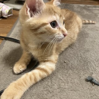 茶トラ子猫　生後２ヶ月半ほど　パワフルです