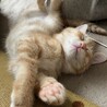 茶トラ子猫　生後２ヶ月半ほど　パワフルです サムネイル5