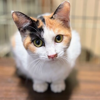 甘えん坊な三毛猫の女の子　音