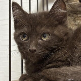 チームNマイペースなくまちゃん