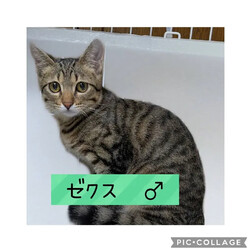 保護猫譲渡会@高浜市