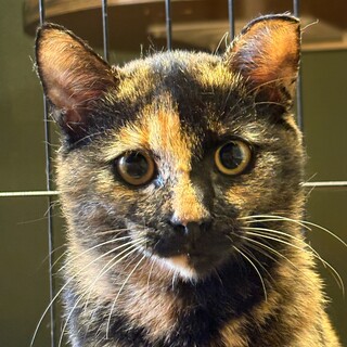 甘えん坊のサビの女の子　ベイ