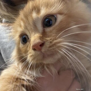 チームＮ甘えん坊なベアくん