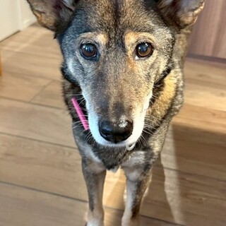 お散歩大好き、穏やかで甘えん坊の女の子ひじき