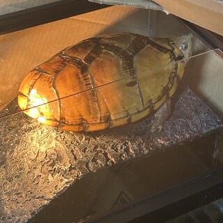 カブトニオイガメ一匹