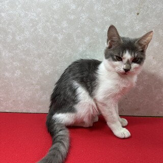 留守番出来ます！慣れ慣れ初心者、単身者に最適❤琥珀