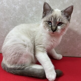 抱っこ肩のり爪切り何でもござれ！慣れ猫❤ハニー