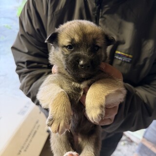 リル(旧ジャスミン)ちゃん