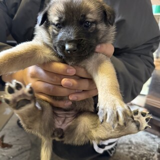 モア(旧アリエル)ちゃん