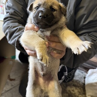 シン(旧ドナルド)くん