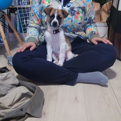 ぼんちゃん、友人の膝の上に