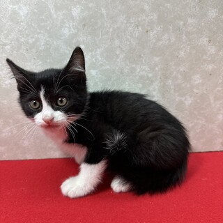 とても綺麗なハチワレです！愛いに来て❤ダンプ