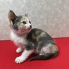 パステル三毛2か月！健康優良猫人が大好き❤きらら サムネイル3