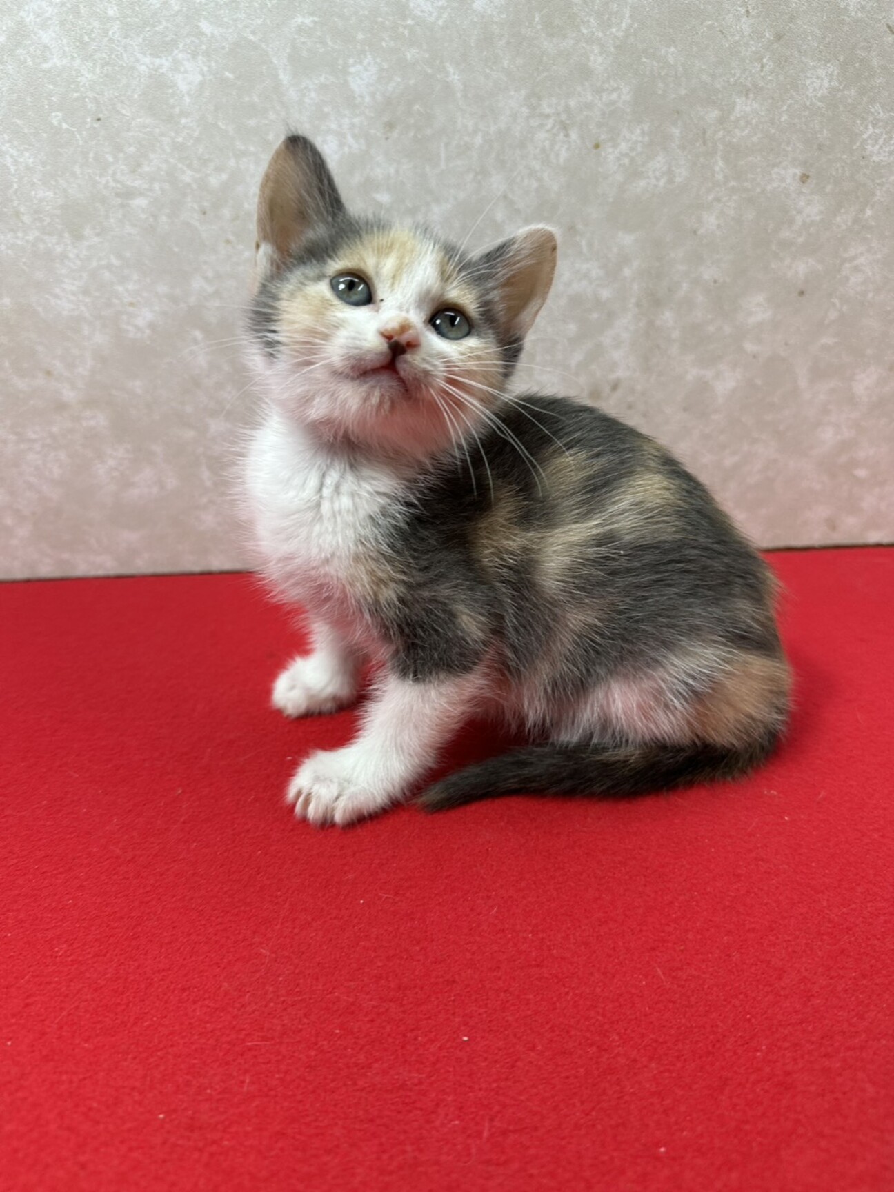 パステル三毛2か月！健康」東京都 - 猫の里親募集(530759) 1枚目の