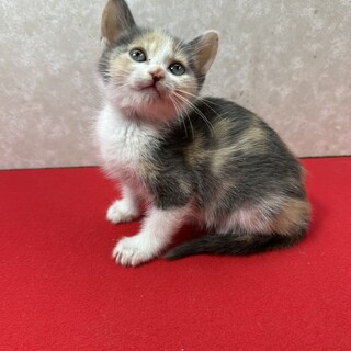 パステル三毛2か月！健康優良猫人が大好き❤きらら