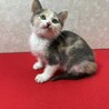 パステル三毛2か月！健康優良猫人が大好き❤きらら サムネイル1