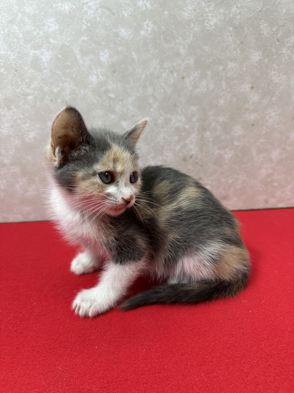 パステル三毛2か月！健康優良猫人が大好き❤きらら サムネイル2