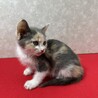パステル三毛2か月！健康優良猫人が大好き❤きらら サムネイル2