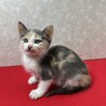 パステル三毛2か月！健康優良猫人が大好き❤きらら サムネイル4