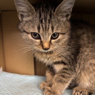 女の子です。大切にしてくださる方お待ちしてます