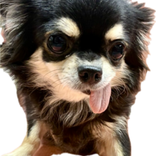 チワワの女の子