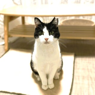 ★里親様決定★おっとり甘えん坊なでなで大好き❤コト