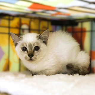 ★里親様決定★ゆっくり仲良くなってね❤優ちゃん