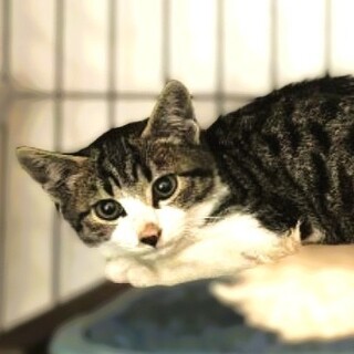 ★里親様決定★少し怖がりだけど優しい子❤レオくん