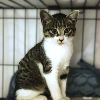 ★里親様決定★人懐こくてゴロスリ❤タオくん