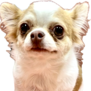 チワワも女の子