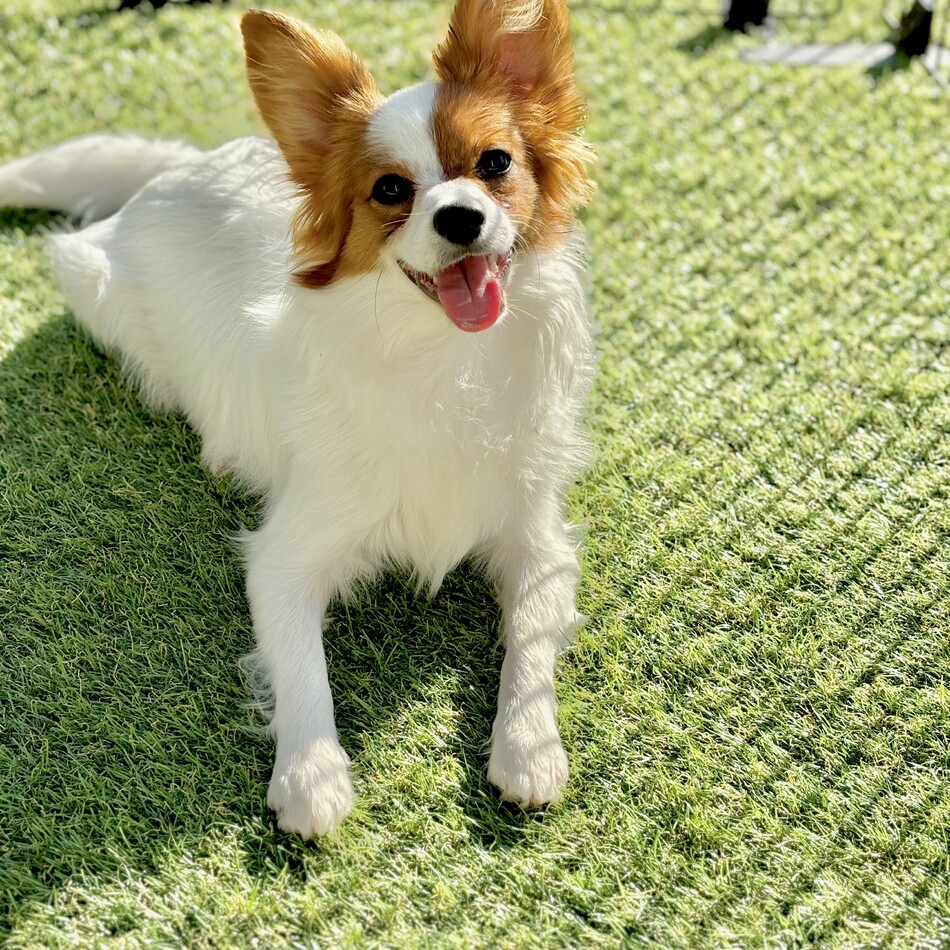 みるくのカバー写真
