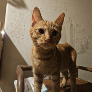 茶トラの♂てつおくん