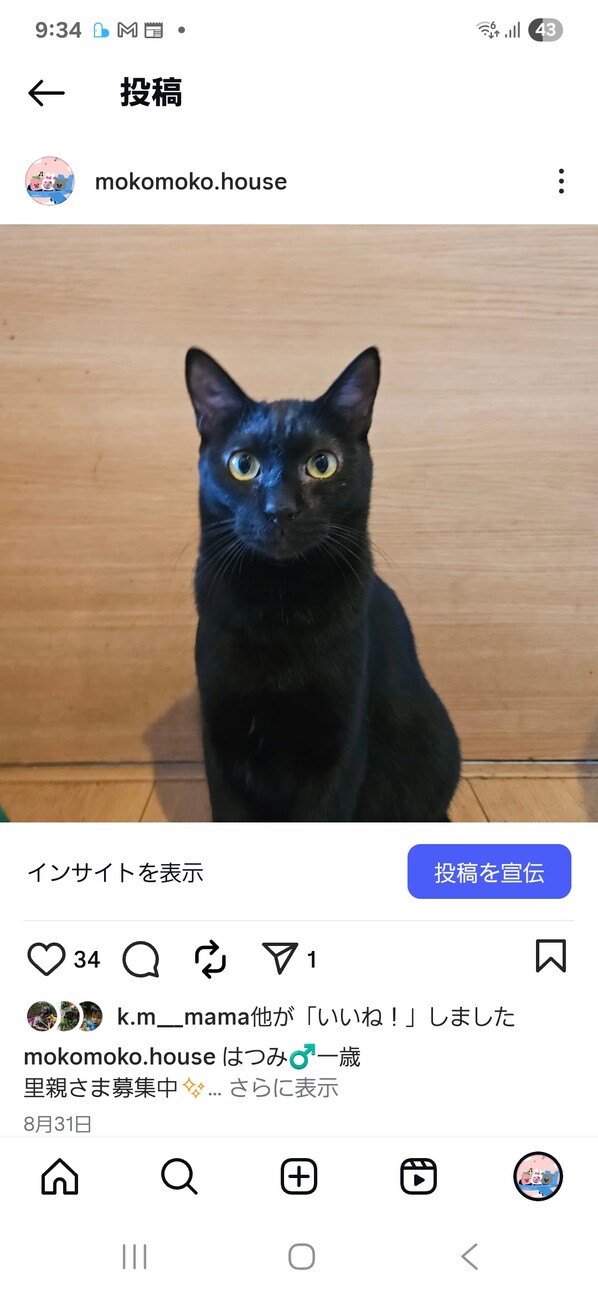 はつみくん♂保護猫です サムネイル2
