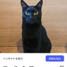 はつみくん♂保護猫です サムネイル2