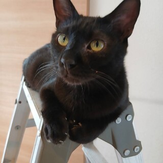 はつみくん♂保護猫です