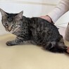 猫も人も大好き♡キジ兄弟　トイ君