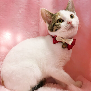 和風三毛『あんみつちゃん』４カ月