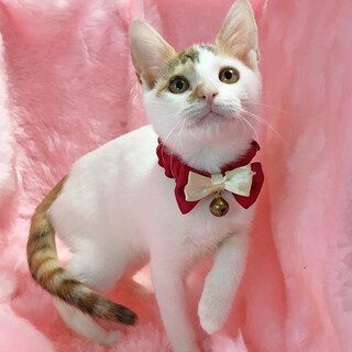 Ԃȓ̔Oсw炽܂xRJ