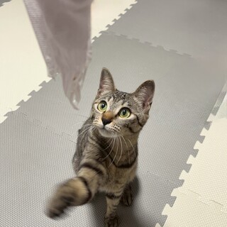 目が大きくて美人で甘えん坊な女の子